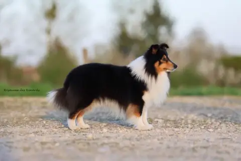 Shetland Sheepdog  Bon Jovi Du Val De Kiwitam photo 2