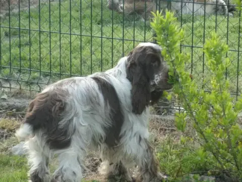 Cocker Spaniel Anglais  Chiot N°6 Du Clos De La Majes 5a9ea photo 2