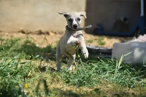 Whippet  Biscuit Au Chocolat Des Milles Folies photo 3
