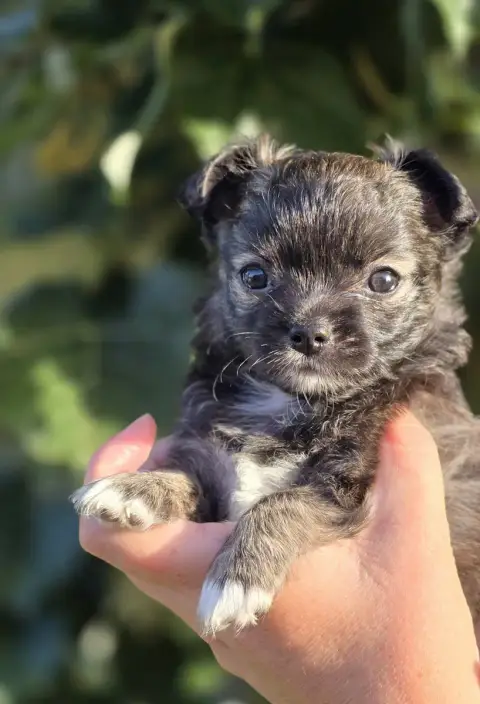 Chihuahua