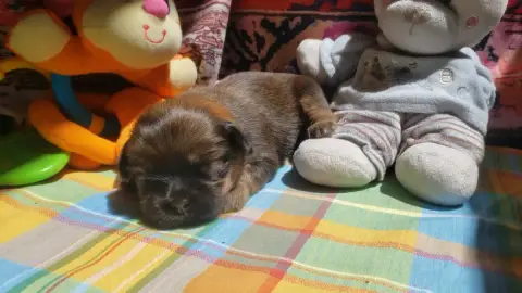 Lhassa Apso  Moyenne Femelle Des Fillots De Morphée fce58