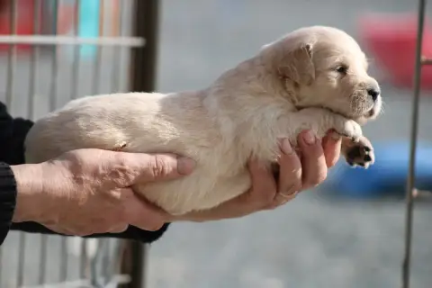 Golden Retriever  Chiot N°1 Des Romarins De Mayerling 0c78c photo 2