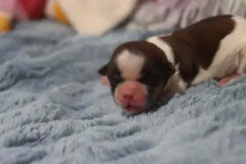 Shih Tzu  Bali De La Ferme Des Mottes