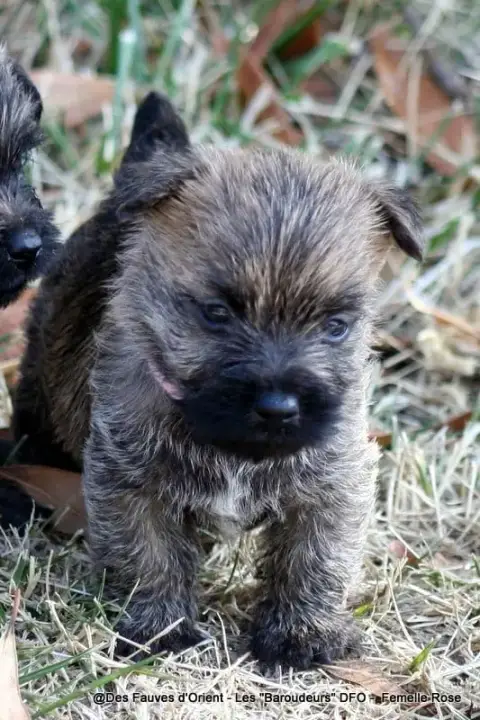 Adopter Cairn Terrier 
                        Femelle Rose D cffbf