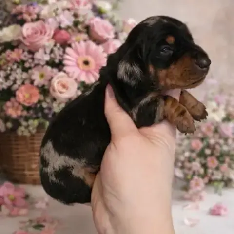 Chiot Teckel Nain