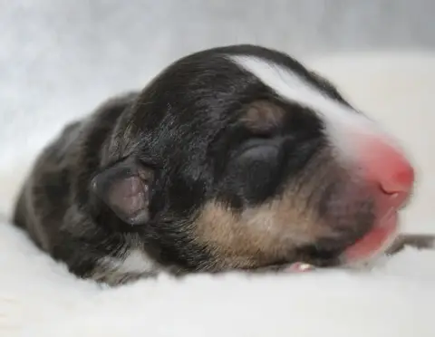 Bull Terrier Miniature  Chiot N°2 De L'Eternel De Gay 82f08 photo 2