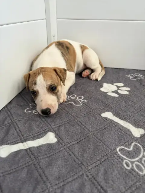 Adopter Whippet 
                        Chiot N°3 Des Soft M ab93b