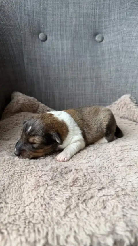 Shetland Sheepdog  Chiot 2 Du Banc Des Hermelles