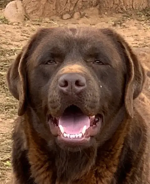 Labrador Retriever  Chiot N°1 Du Clos Du Barrian photo 2