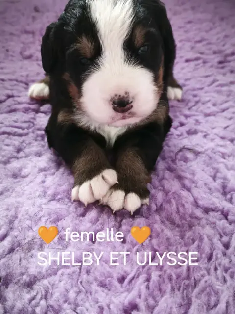 Adopter Bouvier Bernois 
                        Collier Oran 473c8