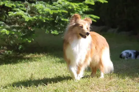 Shetland Sheepdog  Bon Jovi Du Val De Kiwitam photo 3