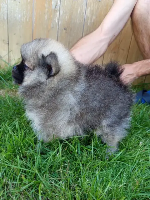 Spitz Allemand  Bang Chan Des Ames Du Ouija photo 2