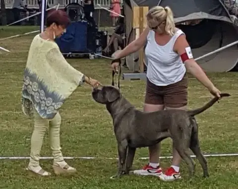 Cane Corso  Sans Collier Du Domaine Des Vents Landais 3dba4 photo 3