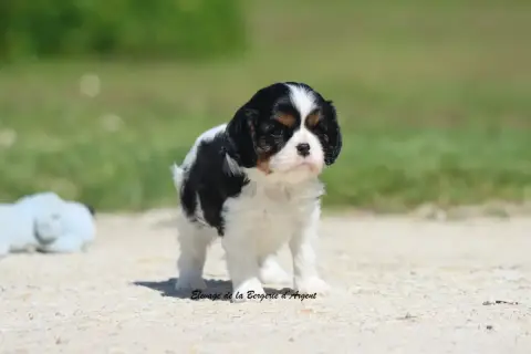 Cavalier King Charles Spaniel  B... De La Bergerie D' e239d photo 3