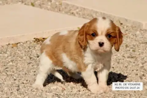 Cavalier King Charles Spaniel 
                       ecbeb photo 2