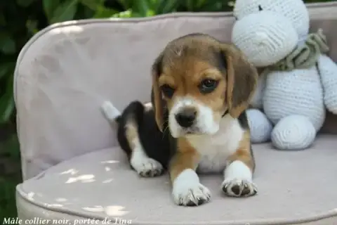 Beagle photo 2