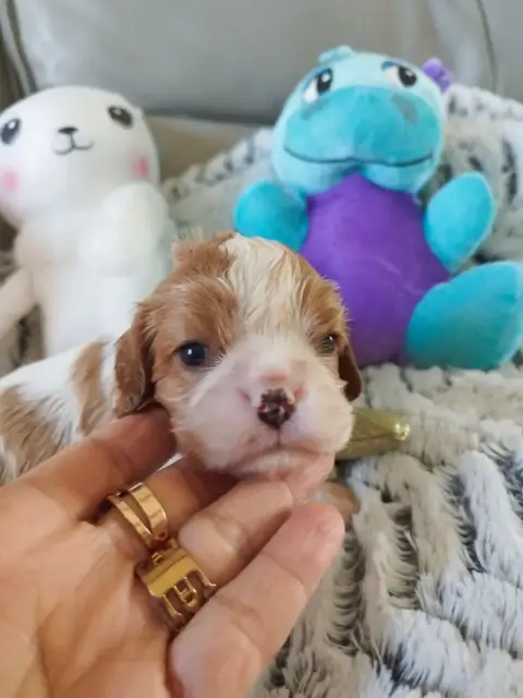 Cavalier King Charles Spaniel  Chiot N°2 Du Clos Kemo 8467d photo 2
