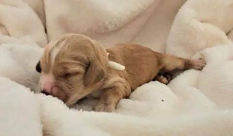 Cocker Spaniel Anglais  Biscotte