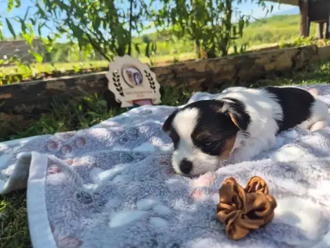 Biewer Terrier  Marron Black Of Angels Life
