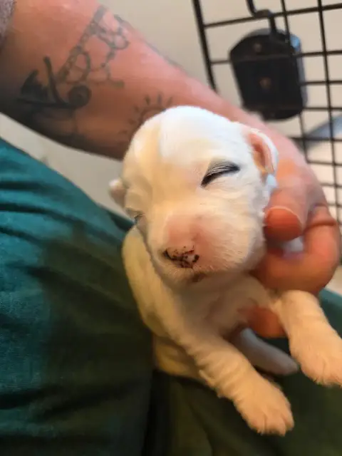 Terrier Tibetain  Chiot N°3 Du Clan De Lis