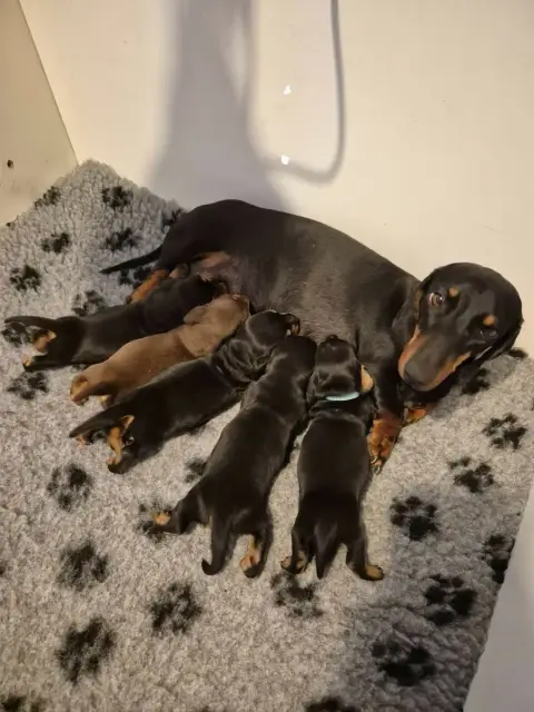 Teckel Poil Ras  Chiot 6 Du Sentier Des Biches photo 2