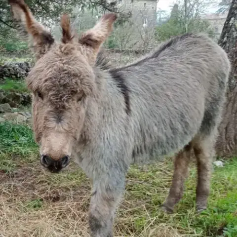 Anon De Provence