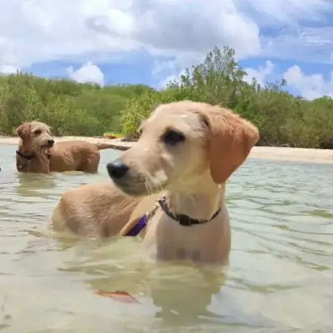 Sirena, La Petite Boule De Bonheur