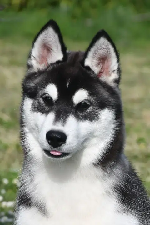 Siberian Husky  Authentic Spirit De La Source Du Mont 4b9f2