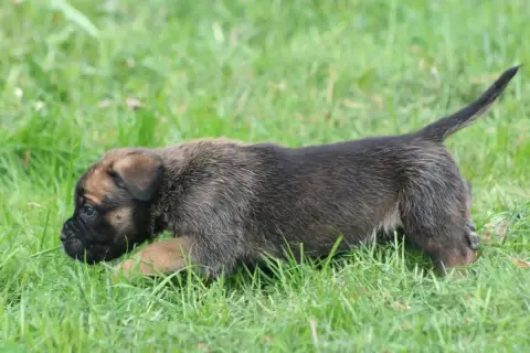 Cane Corso  Chiot N°3 photo 2