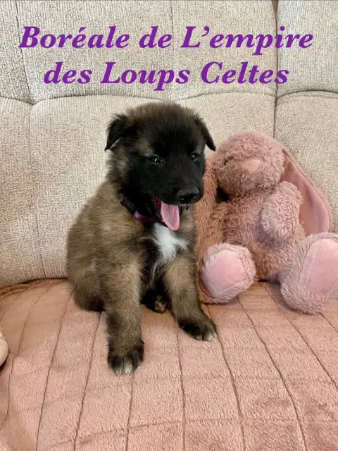 Berger Belge  Brise De L Empire Des Loups Celtes De L 8d22e