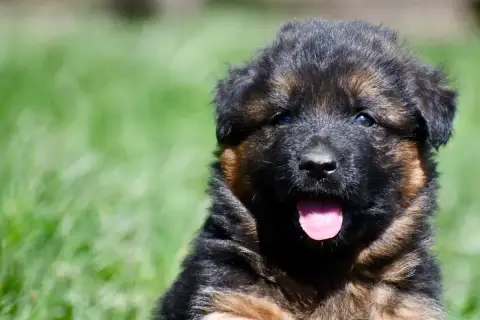 Berger Allemand Poil Long  Chiot N°4 Du Domaine De Br 77f8c photo 2