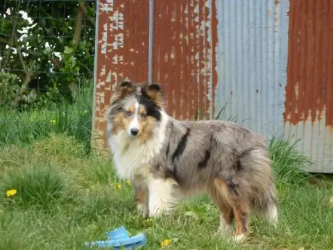 Shetland Sheepdog  Chiot N°1 Of Chiprey'S Hamlet photo 3