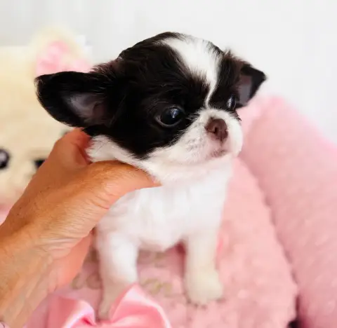 Chihuahua  Bervely Hills Boy Of Aphrodite Childs