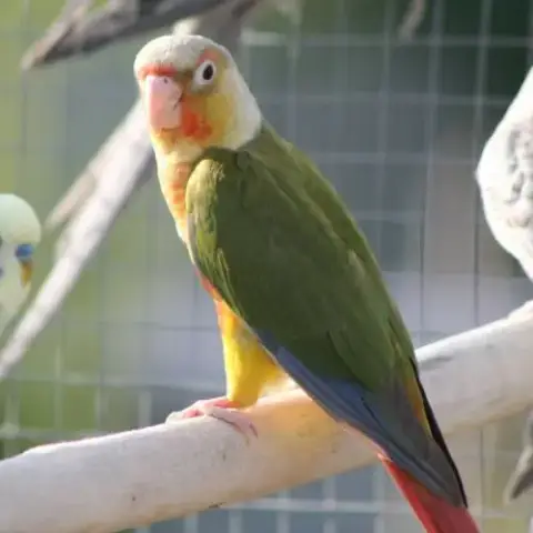 Conure Molina