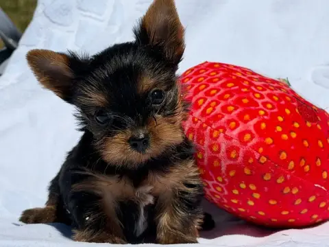 Yorkshire Terrier  Chiot N°2 Du Moulin De Madjurie