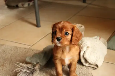 Cavalier King Charles Spaniel  Bounty Ironblood