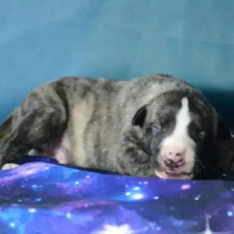 Whippet À Vendre
