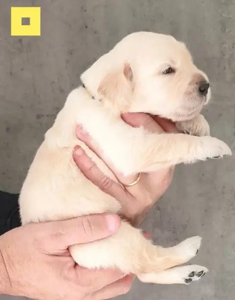 Golden Retriever  Becky Des Bois Ronflants