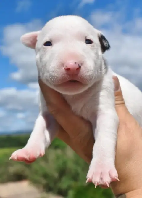 Bull Terrier Miniature  Femelle 1 ( U Love Me X Veepe 500af