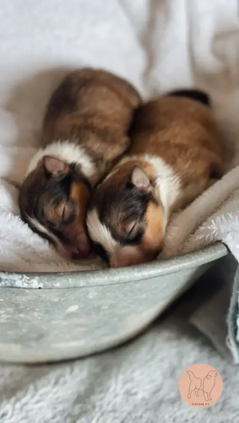 Shetland Sheepdog  Chiot N°2