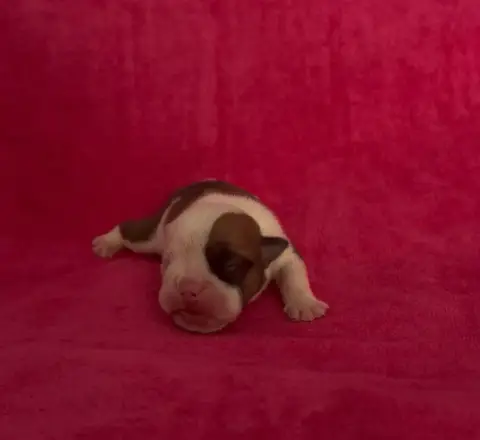Bulldog Anglais  Chiot 4 Des Praz D'Orépac photo 2