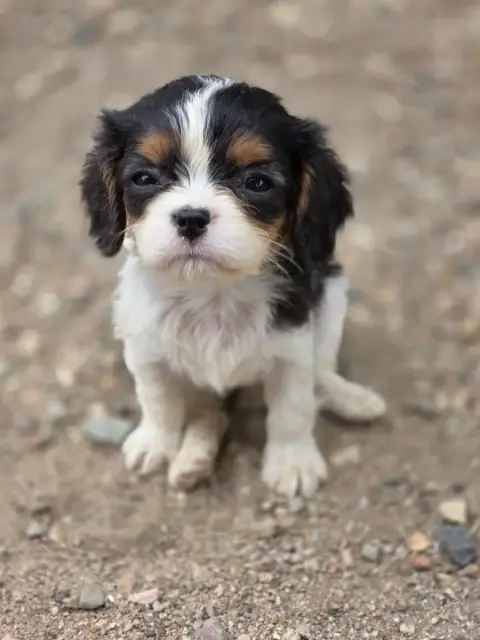 Cavalier King Charles Spaniel  Chiot N°5 Des Deux Che 80a8a