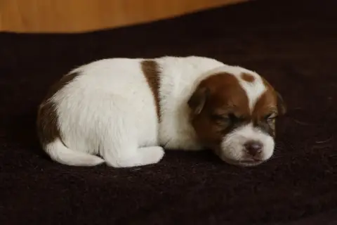 Adopter Jack Russell Terrier  Mâle Des Moulins De Callyanna 3a6d3