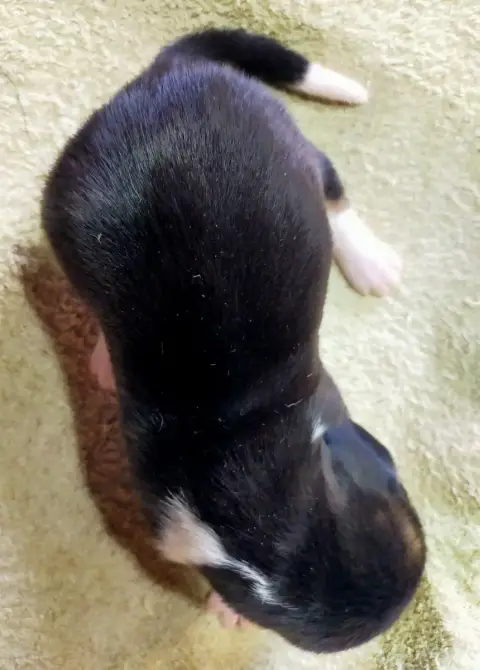 Basset Artesien Normand  Chiot N°2 Des Terres Du Doux ad0fe photo 3