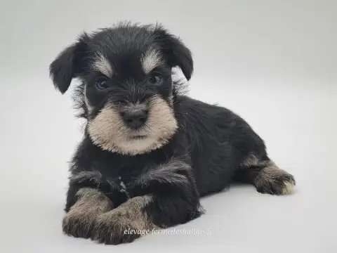 Schnauzer Miniature  Björn Du Mont De La Chenaie photo 2