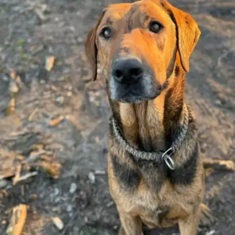 Theo, Compagnon Idéal Pour De Belles Aventures !