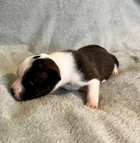 Staffordshire Bull Terrier  Bringée Et Blanc Patasneg bc9f4 photo 2