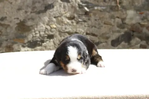 Bouvier Bernois  Chiot 8 De La Vallée De L'Hyrome