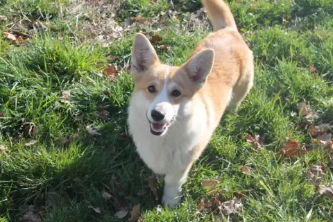 Welsh Corgi Pembroke