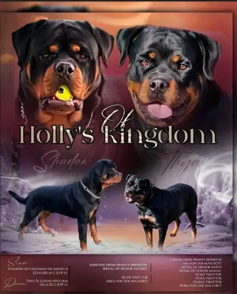 Rottweiler  Chiot N°3 Of Holly'S Kingdom